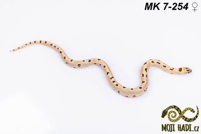 hadi na prodej, mládě, český chov hadů, odchov hadů, mojihadi.cz, Lampropeltis, mexcampb, magmaking, lampropeltis hybrid, lampropeltis mexicana, lampropeltis triangulum campbelli, special snakes, Mexican Kingsnake, Pueblan Milksnake, korálovka